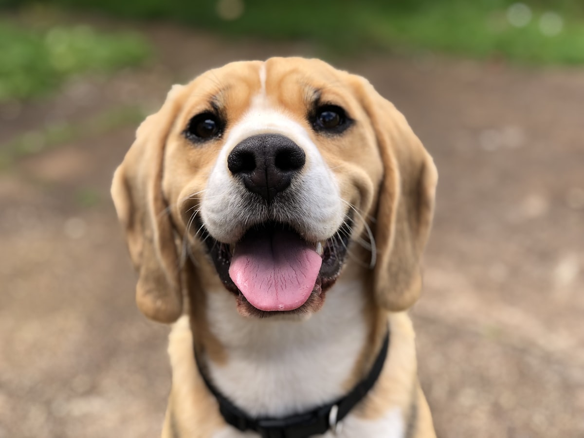 Foto: trattamento del cane