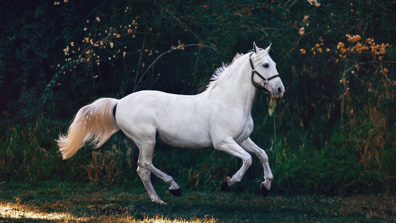Photo : cabinet / cheval